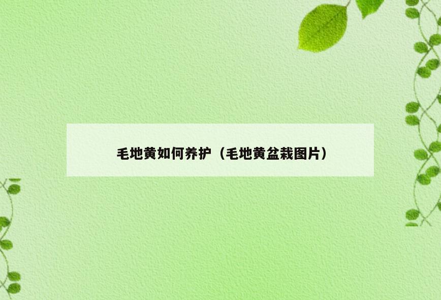 毛地黄如何养护(毛地黄盆栽图片)