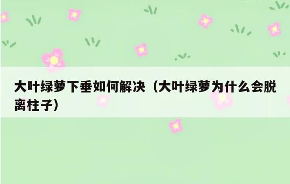 大叶绿萝下垂如何解决(大叶绿萝为什么会脱离柱子)