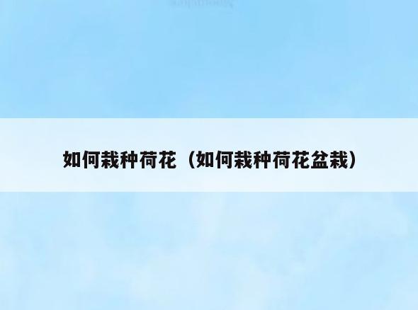 如何栽种荷花(如何栽种荷花盆栽)