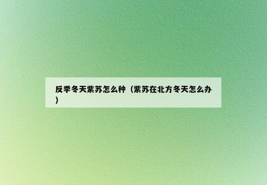 反季冬天紫苏怎么种(紫苏在北方冬天怎么办)