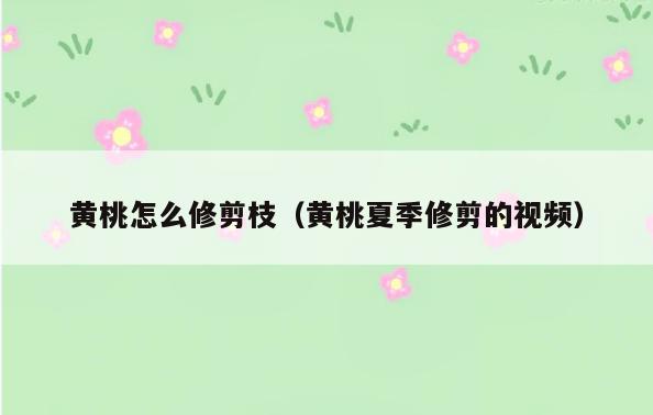黄桃怎么修剪枝(黄桃夏季修剪的视频)