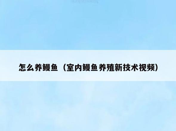 怎么养鳗鱼(室内鳗鱼养殖新技术视频)