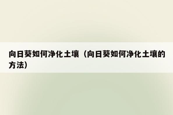 向日葵如何净化土壤(向日葵如何净化土壤的方法)