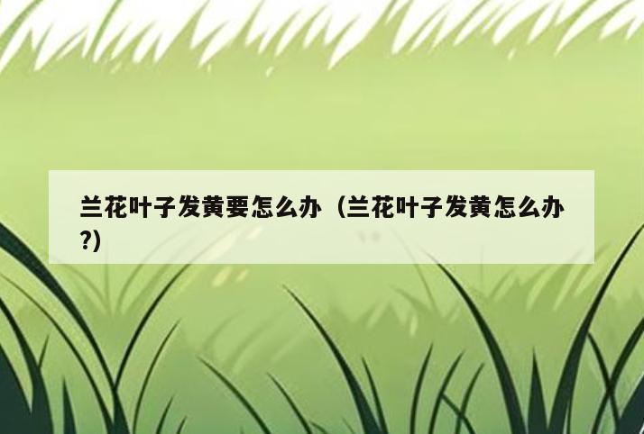 兰花叶子发黄要怎么办(兰花叶子发黄怎么办?)