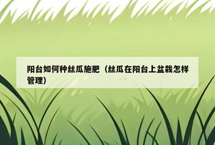 阳台如何种丝瓜施肥(丝瓜在阳台上盆栽怎样管理)