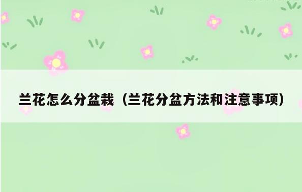 兰花怎么分盆栽(兰花分盆方法和注意事项)