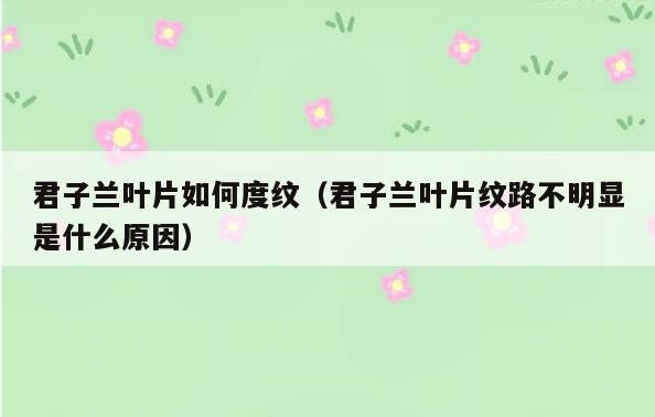 君子兰叶片如何度纹(君子兰叶片纹路不明显是什么原因)