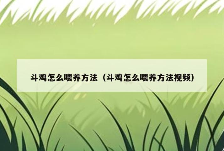 斗鸡怎么喂养方法(斗鸡怎么喂养方法视频)