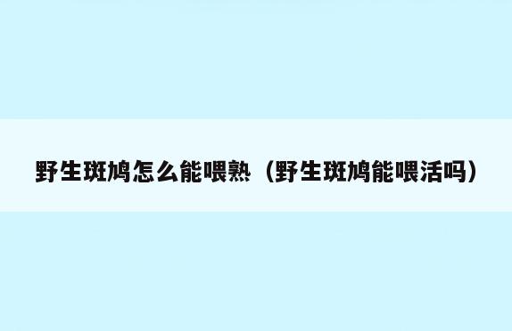 野生斑鸠怎么能喂熟(野生斑鸠能喂活吗)