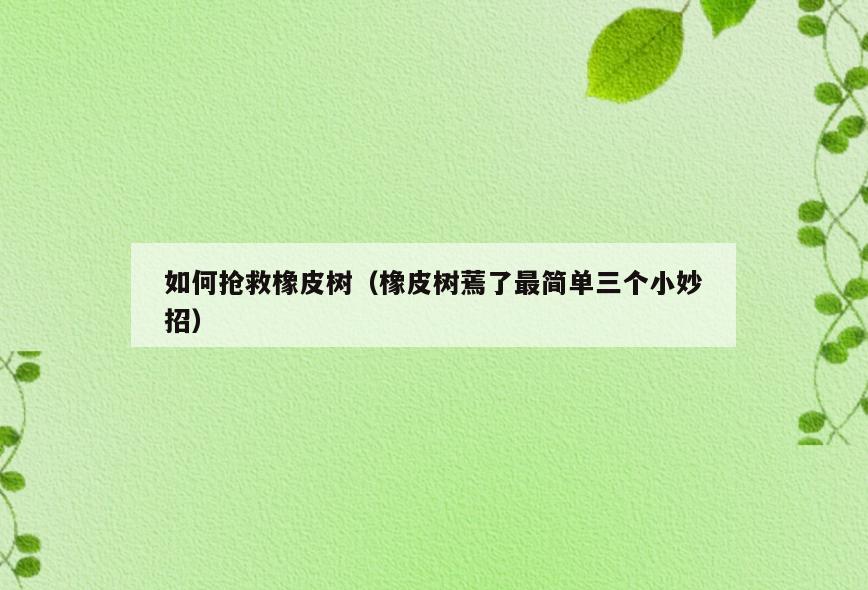 如何抢救橡皮树(橡皮树蔫了最简单三个小妙招)