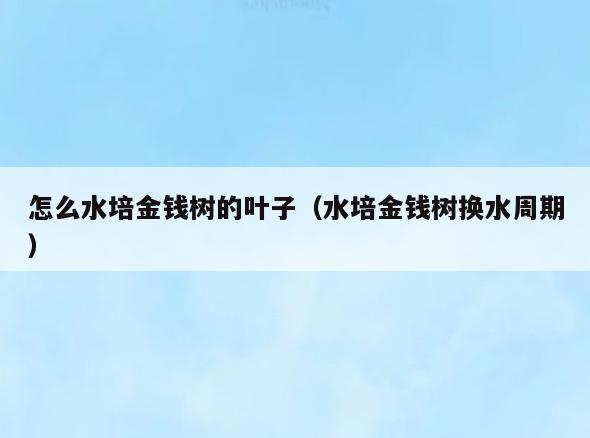 怎么水培金钱树的叶子(水培金钱树换水周期)