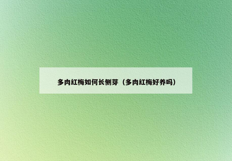 多肉红梅如何长侧芽(多肉红梅好养吗)