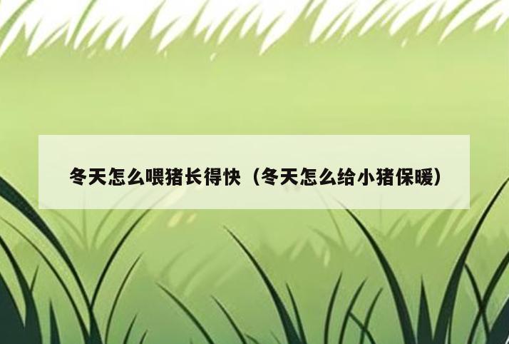冬天怎么喂猪长得快(冬天怎么给小猪保暖)