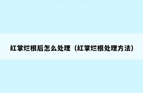 红掌烂根后怎么处理(红掌烂根处理方法)