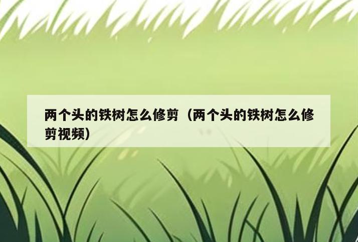 两个头的铁树怎么修剪(两个头的铁树怎么修剪视频)
