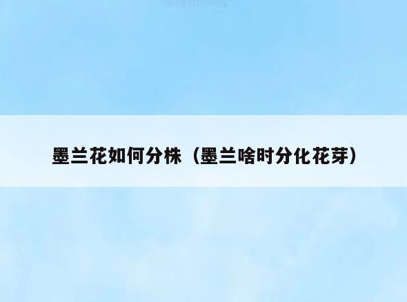 墨兰花如何分株(墨兰啥时分化花芽)