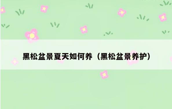 黑松盆景夏天如何养(黑松盆景养护)