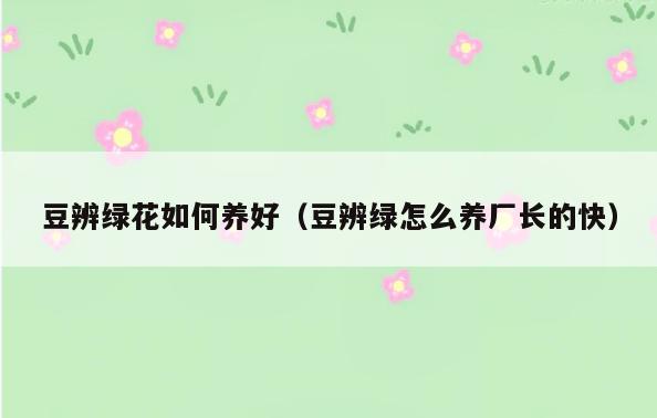 豆辨绿花如何养好(豆辨绿怎么养厂长的快)
