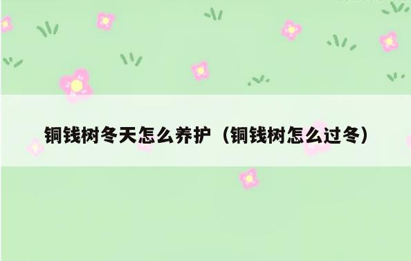 铜钱树冬天怎么养护(铜钱树怎么过冬)