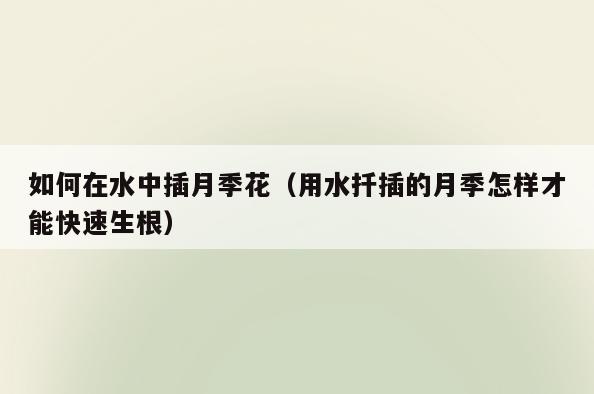 如何在水中插月季花(用水扦插的月季怎样才能快速生根)