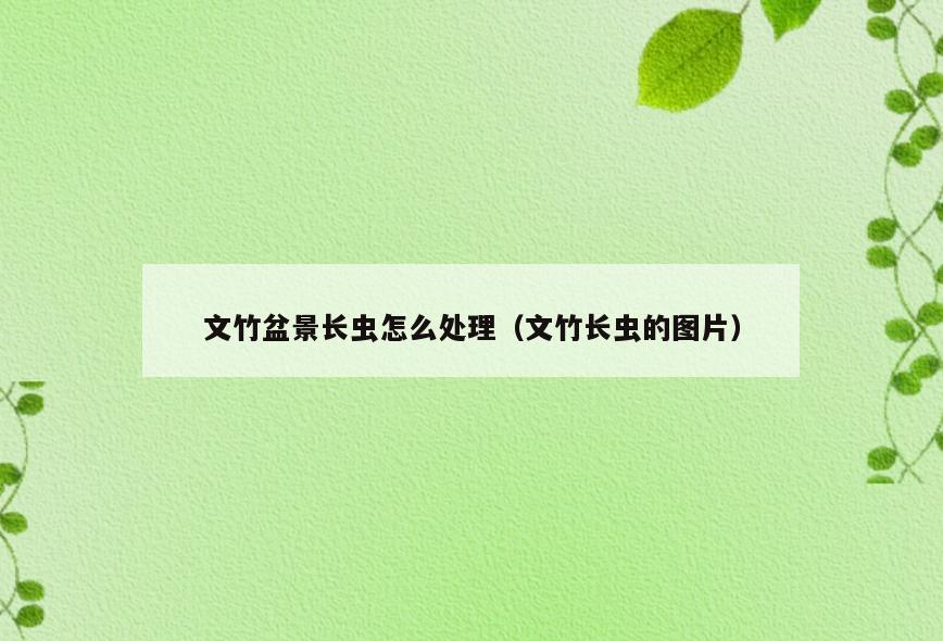 文竹盆景长虫怎么处理(文竹长虫的图片)