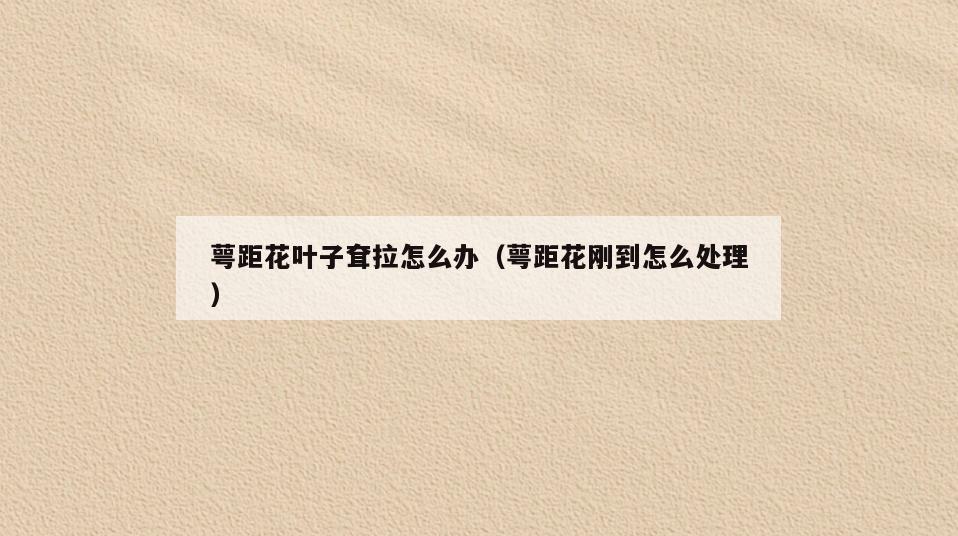 萼距花叶子耷拉怎么办(萼距花刚到怎么处理)