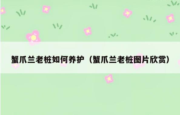 蟹爪兰老桩如何养护(蟹爪兰老桩图片欣赏)
