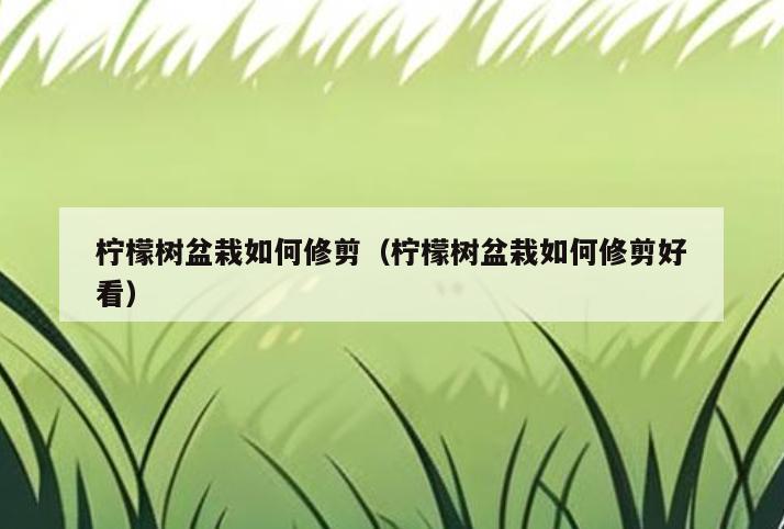 柠檬树盆栽如何修剪(柠檬树盆栽如何修剪好看)