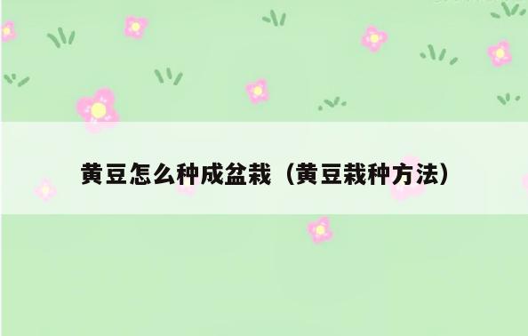 黄豆怎么种成盆栽(黄豆栽种方法)
