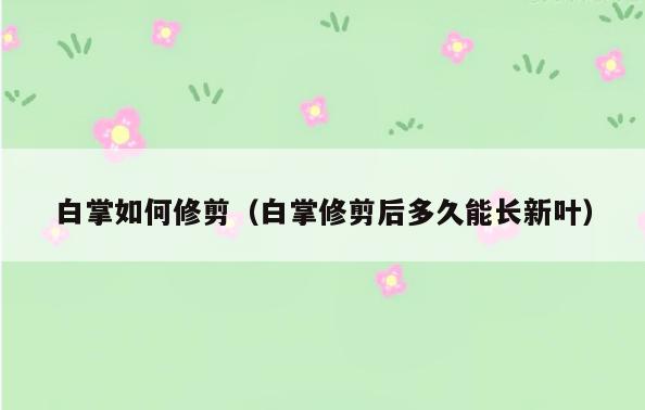 白掌如何修剪(白掌修剪后多久能长新叶)
