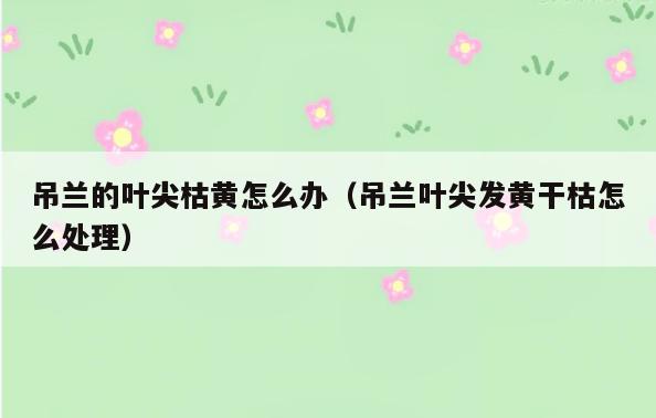 吊兰的叶尖枯黄怎么办(吊兰叶尖发黄干枯怎么处理)