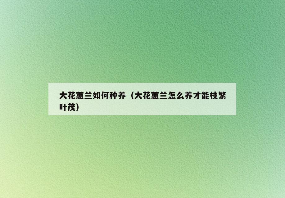 大花蕙兰如何种养(大花蕙兰怎么养才能枝繁叶茂)