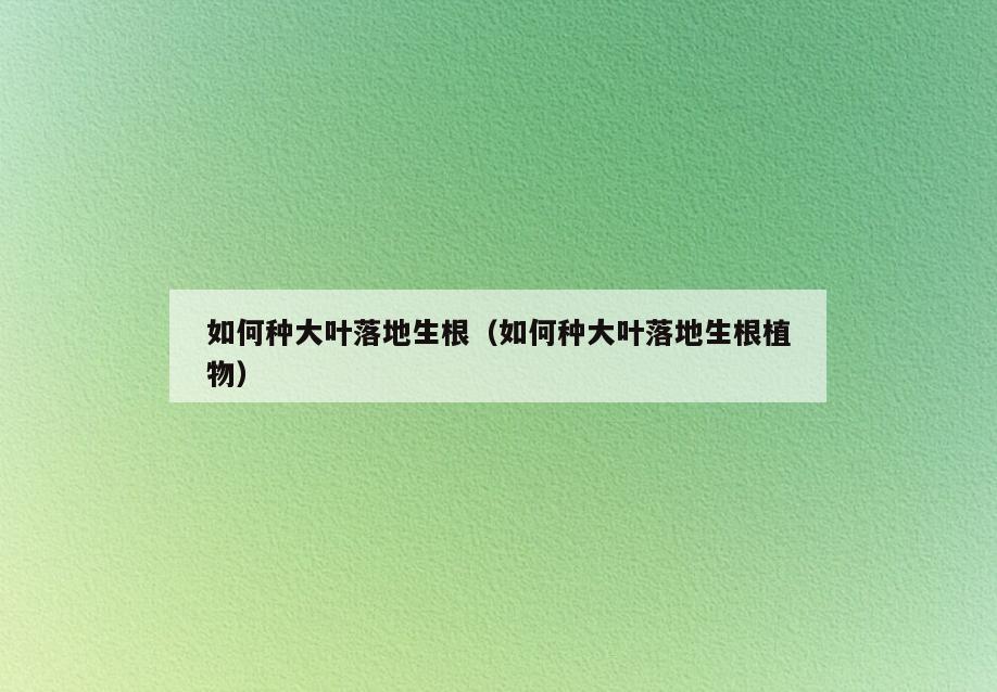 如何种大叶落地生根(如何种大叶落地生根植物)