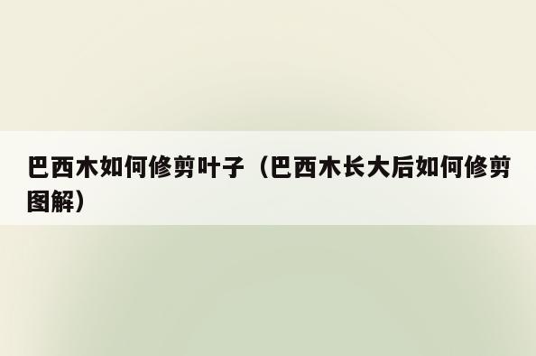 巴西木如何修剪叶子(巴西木长大后如何修剪图解)