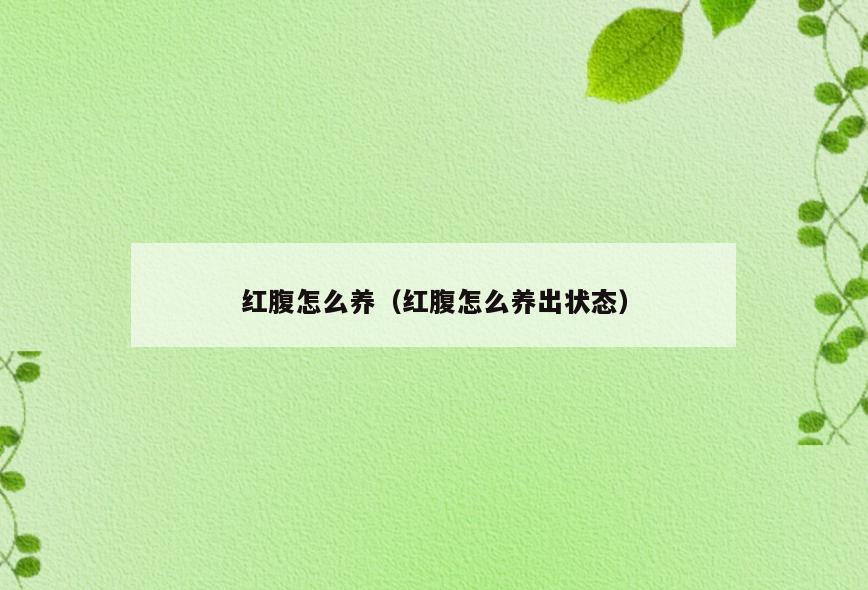 红腹怎么养(红腹怎么养出状态)