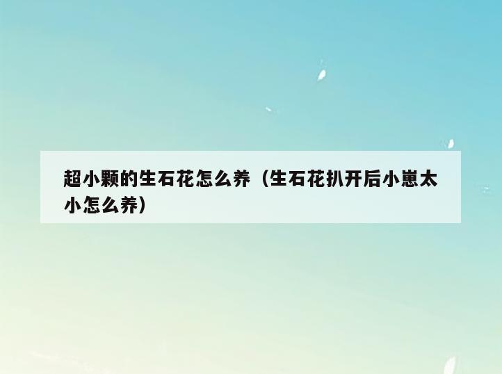 超小颗的生石花怎么养(生石花扒开后小崽太小怎么养)
