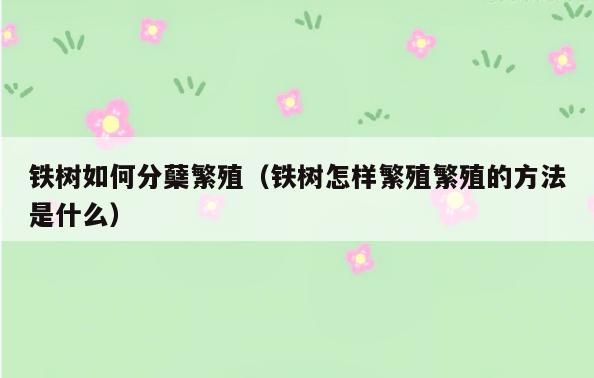 铁树如何分蘖繁殖(铁树怎样繁殖繁殖的方法是什么)