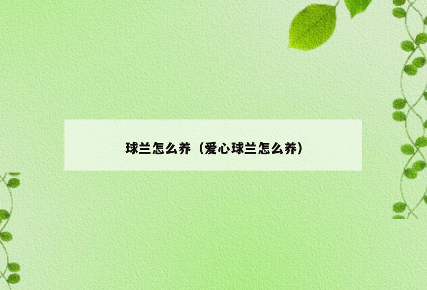 球兰怎么养(爱心球兰怎么养)