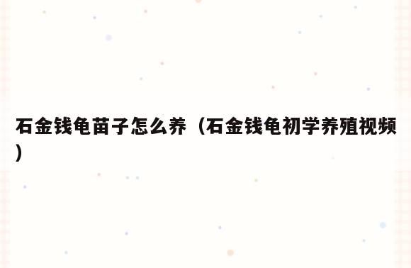 石金钱龟苗子怎么养(石金钱龟初学养殖视频)