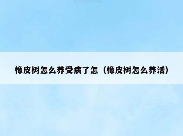 橡皮树怎么养受病了怎(橡皮树怎么养活)