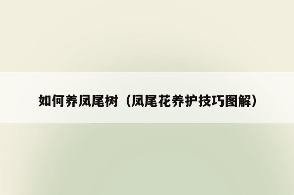 如何养凤尾树(凤尾花养护技巧图解)