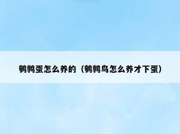 鹌鹑蛋怎么养的(鹌鹑鸟怎么养才下蛋)