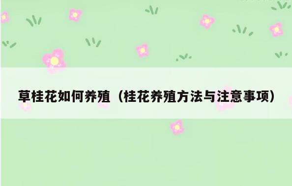 草桂花如何养殖(桂花养殖方法与注意事项)