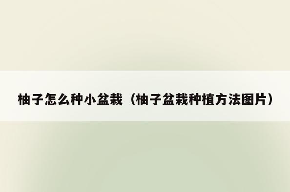 柚子怎么种小盆栽(柚子盆栽种植方法图片)
