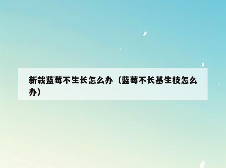 新栽蓝莓不生长怎么办(蓝莓不长基生枝怎么办)