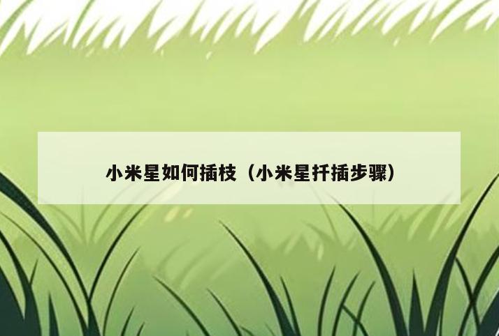 小米星如何插枝(小米星扦插步骤)