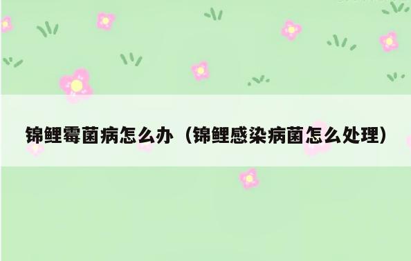 锦鲤霉菌病怎么办(锦鲤感染病菌怎么处理)
