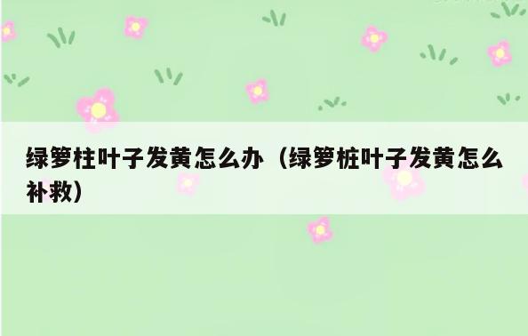 绿箩柱叶子发黄怎么办(绿箩桩叶子发黄怎么补救)