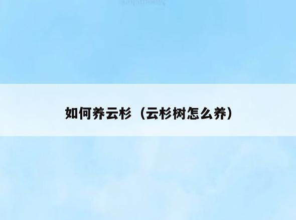 如何养云杉(云杉树怎么养)