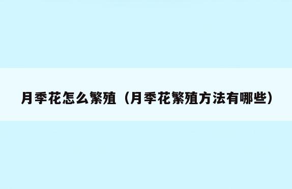月季花怎么繁殖(月季花繁殖方法有哪些)